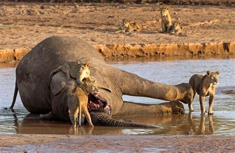 Three lions eating the face of a (poached?) Elephant #nature #Photography #Makeup #Quotes #Light ...