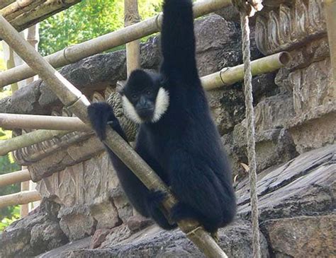 BLACK CRESTED GIBBON LIFE EXPECTANCY