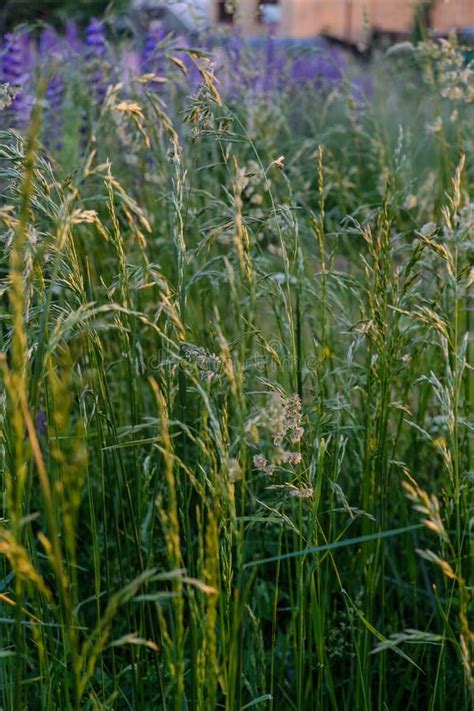 Beautiful Tall Grass in the Field in Sunset Stock Photo - Image of nbeautiful, lupins: 187799662