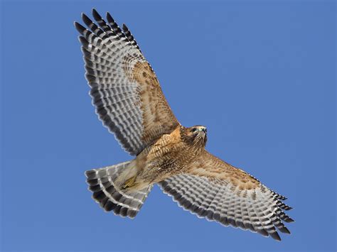 [10000印刷√] red shouldered hawk bird 160427-Red shouldered hawk florida birds of prey - Pict4udwod