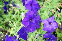 Two-tone Purple Irises Free Stock Photo - Public Domain Pictures