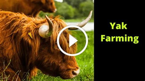 Yak Farming - Here's How - Farm Animal Report