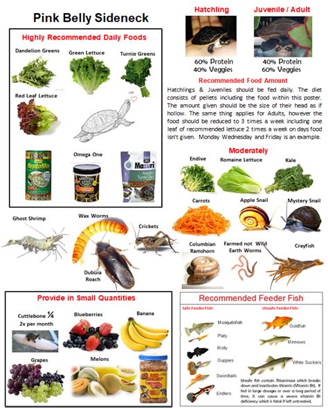 box turtle food chart - Counter Support Ejournal Art Gallery