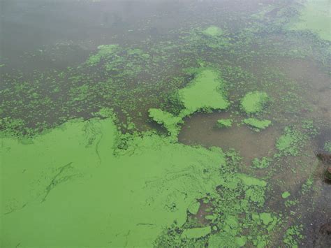 Harmful algal blooms in Puget Sound | Encyclopedia of Puget Sound