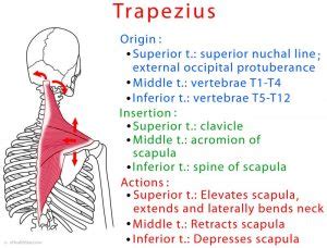 Trapezius Muscle (Upper, Middle, Lower) Spasm, Chronic Pain - eHealthStar