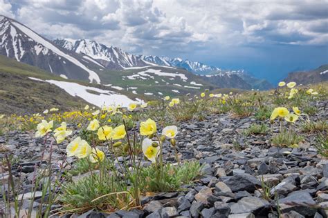 Climate Change Is Pushing Plants Into Arctic, Disrupting Tundra Ecosystems - Newsweek