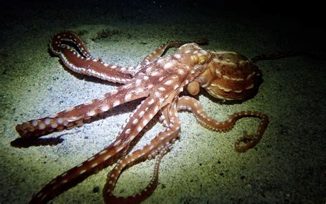 Ornate octopus on a night dive Hawai’i : r/octopus