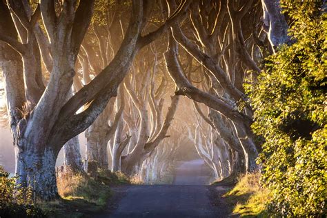 The Dark Hedges, Northern Ireland - The Complete Guide