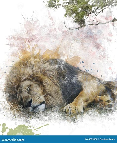 Watercolor Image of Sleeping Lion Stock Illustration - Illustration of ...