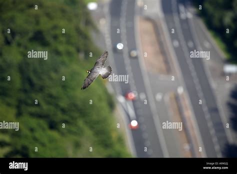 Peregrine falcon in flight Stock Photo - Alamy