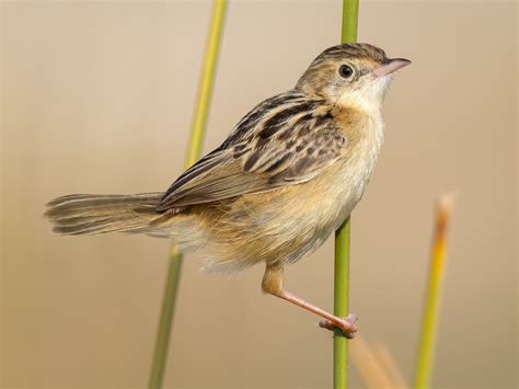 棕扇尾鶯 - eBird