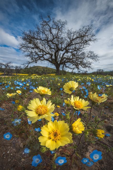 Wildflower Photography: Tips to Capture the California Superbloom ...