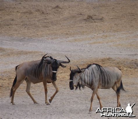 Hunting the 3 Wildebeest | AfricaHunting.com