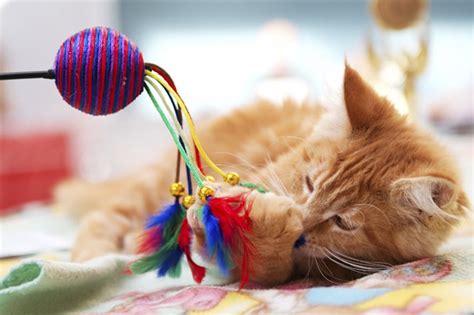 The Top 20 Best Cat Toys of 2018