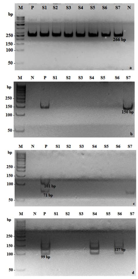 Role of Ureaplasma urealyticum and Ureaplasma parvum as Risk Factors for Cervical Dysplasia with ...