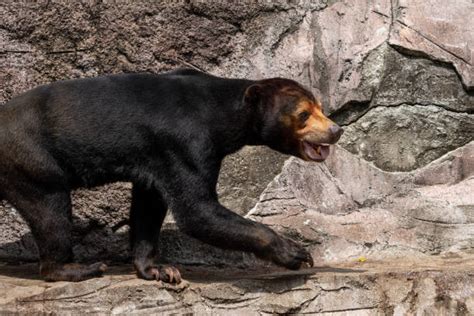 Sun Bear Tongue Stock Photos, Pictures & Royalty-Free Images - iStock