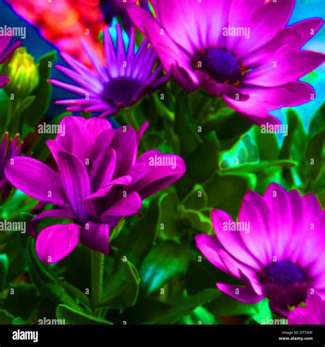 Digital Art of Nature Stock Photo - Alamy