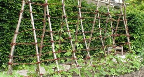 pea wooden bean frame folding - Google Search | Growing beans, Runner beans, Beans