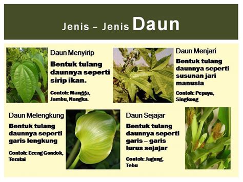 Detail Contoh Tulang Daun Menyirip Koleksi Nomer 4