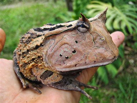 Surinam Horned Toad. Thanks to HypeScience (FB) | Frog, Amphibians, Frog and toad