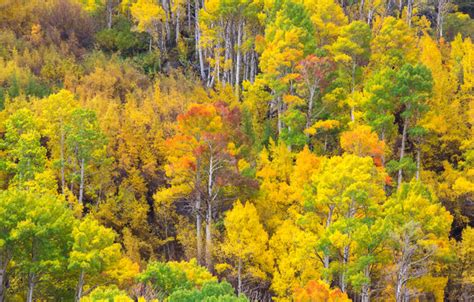 Aspen Forest Wallpaper - WallpaperSafari