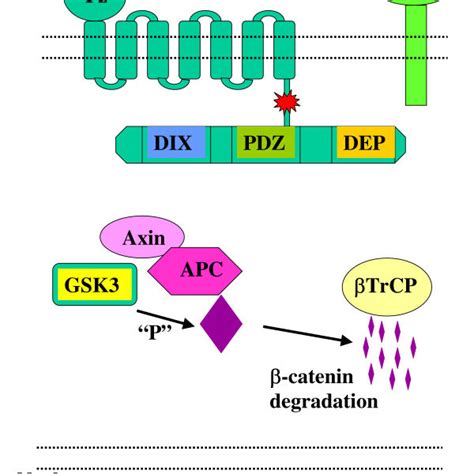 Inhibition of canonical Wnt signalling pathway in the absence of Wnt ...