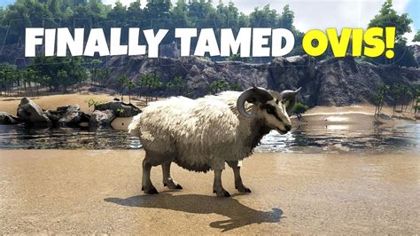 Taming Ovis for Wool & Mutton Farming 😈 - The Island | Ep 19 - Ark Hindi - YouTube