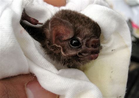 Well, That Sucks: Vampire Bats Found Drinking Human Blood | Live Science