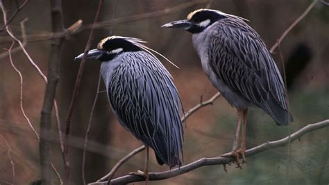 wading-birds-usfws-800 | EarthSky