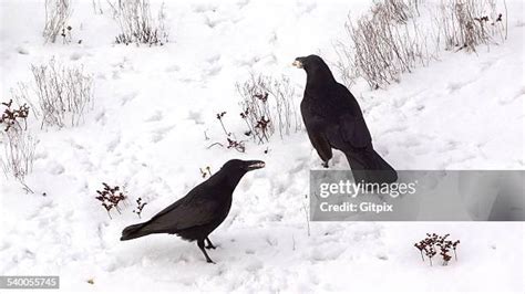 433 Raven Snow Stock Photos, High-Res Pictures, and Images - Getty Images