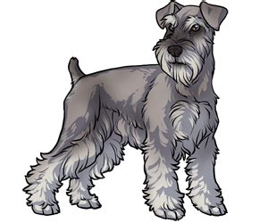 Schnauzer Line Drawing at PaintingValley.com | Explore collection of ...