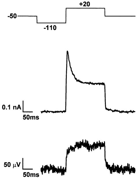 Voltage-clamp experiment of cultured neuron. Top, Protocol of ...