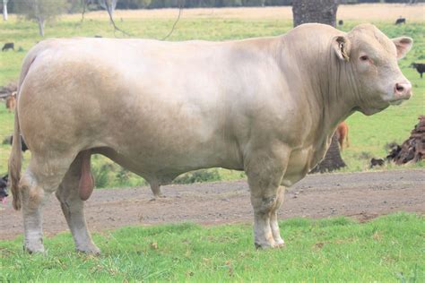 Charolais Top Average Monto AllBreeds Sale - Charolais