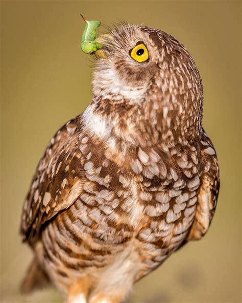 Burrowing Owls hunt insects by walking, hopping, or fly-catching from a ...