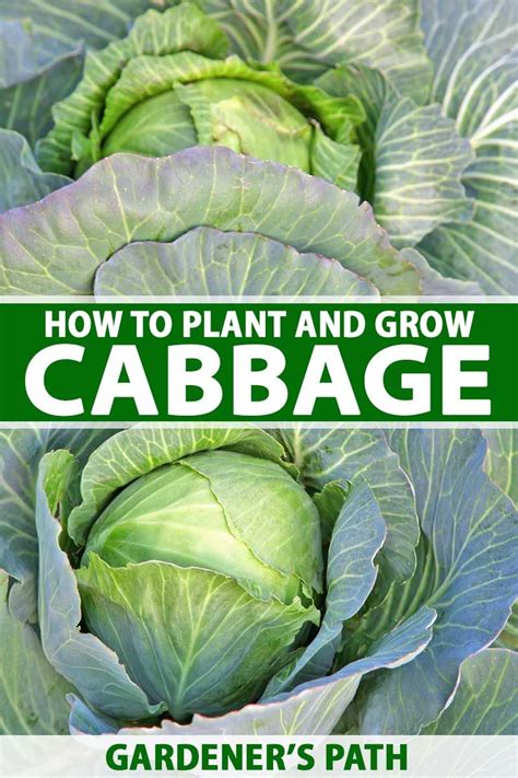 How to Plant and Grow Cabbage | Gardener's Path in 2024 | Backyard vegetable gardens, Growing ...