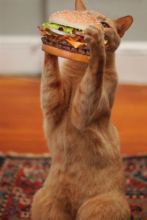 Picture of a cat taking a big ol' bite out of a burger. | IGN Boards