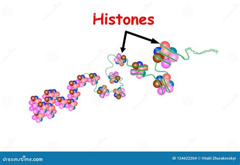 Histone Structure