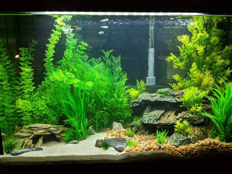 29 Gallon Tank I'm Working On (Beginner) : Aquariums