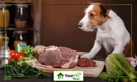 Top 8 Raw Dog Foods: Benefits, Reviews, and Thriving Tips - Your Pet Planet