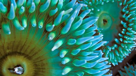 Wallpaper : green, underwater, coral reef, sea anemones, close up, macro photography, marine ...