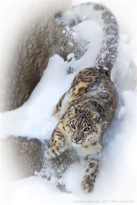 Snow leopards show several adaptations for living in a cold mountainous environment. Their ...