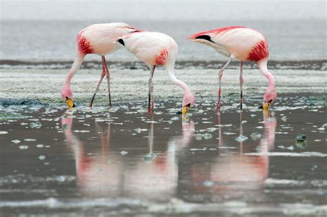 Wallpaper for Desktop: flamingo - Coolwallpapers.me!