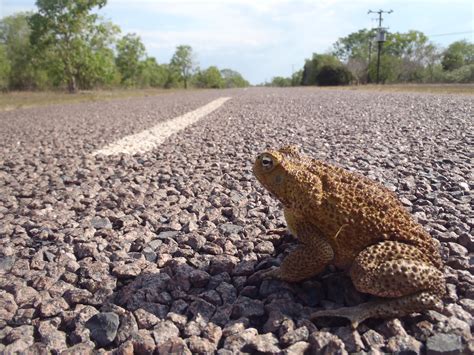 Smithsonian Insider – Discovery: Australia’s invasive cane toads modify their bodies to conquer ...