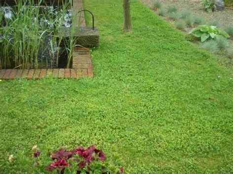 How to Plant a Creeping Thyme Lawn [Step by Step Guide]