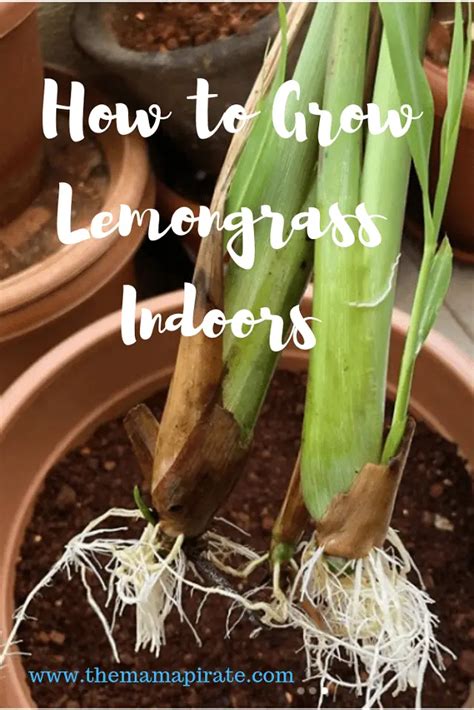 How to Grow Lemongrass Indoors | The Mama Pirate