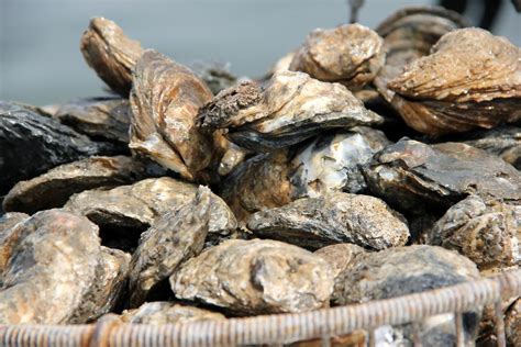 What's in the Water: The Eastern Oyster | The Brian Lehrer Show | WNYC ...