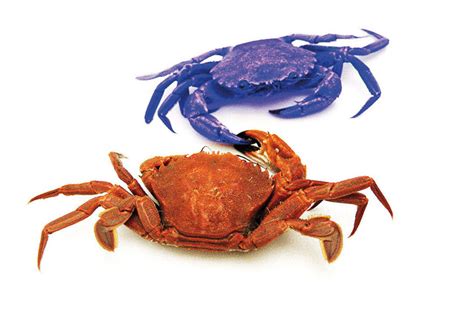 What's Better: Real Crab or Real Krab? | Portland Monthly