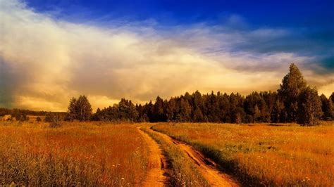 Golden Field, nature, fields, trees, golden, HD wallpaper | Peakpx