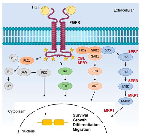 Cells | Free Full-Text | Targeting the Fibroblast Growth Factor ...