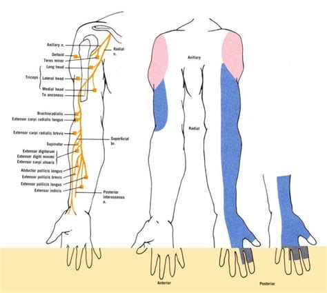 ir Anatomy Of The Radial Nerve para anatomical course the radial nerve is a continuation of ...